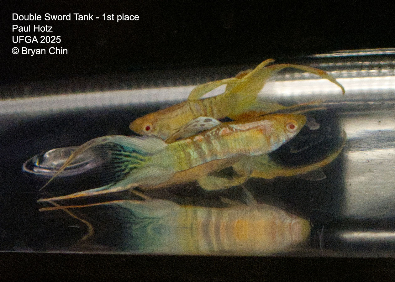 Guppy Double Swordtail